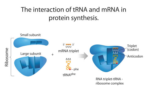 Albumīns: Understanding This Essential Protein Albumīns: Understanding This Essential Protein