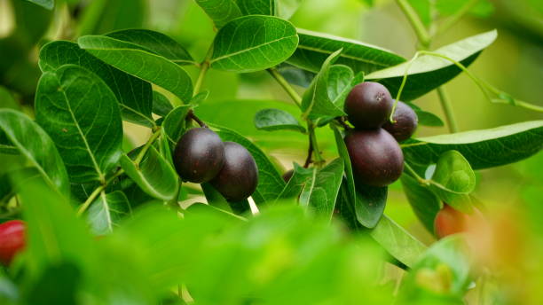 Žižole: The Forgotten Superfruit with Big Benefits Žižole: The Forgotten Superfruit with Big Benefits