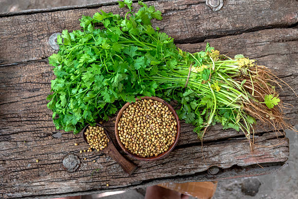 Koriandri: Unveiling the Benefits, Uses, and Cultural Significance of Coriander Koriandri: Unveiling the Benefits, Uses, and Cultural Significance of Coriander