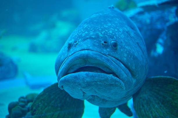 Big-Lipped Wonders: Fascinating Fish with Prominent Pouts Big-Lipped Wonders: Fascinating Fish with Prominent Pouts