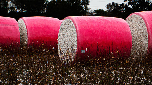 Baled Cotton: The Cornerstone of the Global Textile Supply Chain Baled Cotton: The Cornerstone of the Global Textile Supply Chain